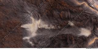 Photo Textures of Fur